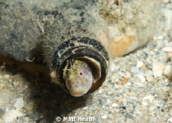 A seaweed blenny finds a home in what others call trash. by Matt Heath 